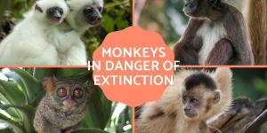 Critically Endangered Monkey Species