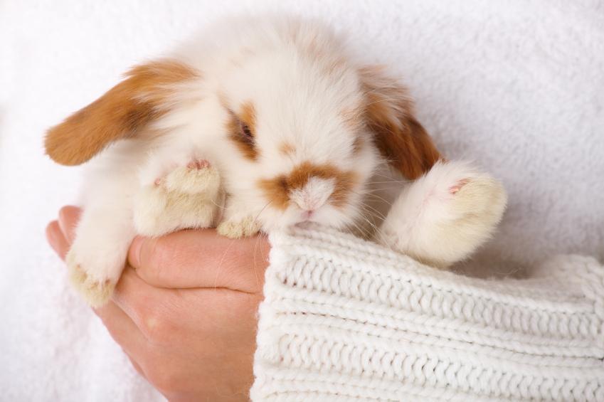 Rabbit Pregnancy - Symptoms, Stages and Care