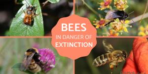 Are Bees Endangered? - What We Can Do to Help