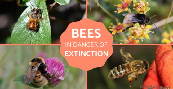 Are Bees Endangered? - What We Can Do to Help