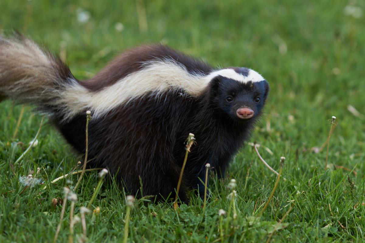 Are There Skunks in Spain?