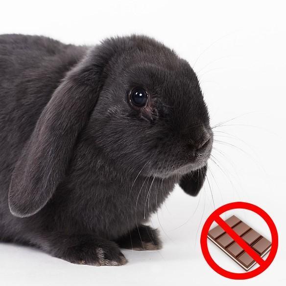 Poisonous Foods for Rabbits - Full List of Toxic Food