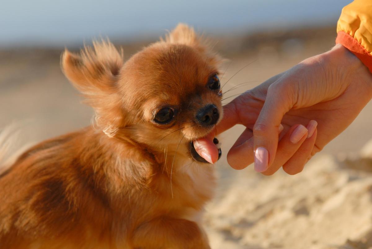 Why Does My Dog Bite Me When I Pet Him?
