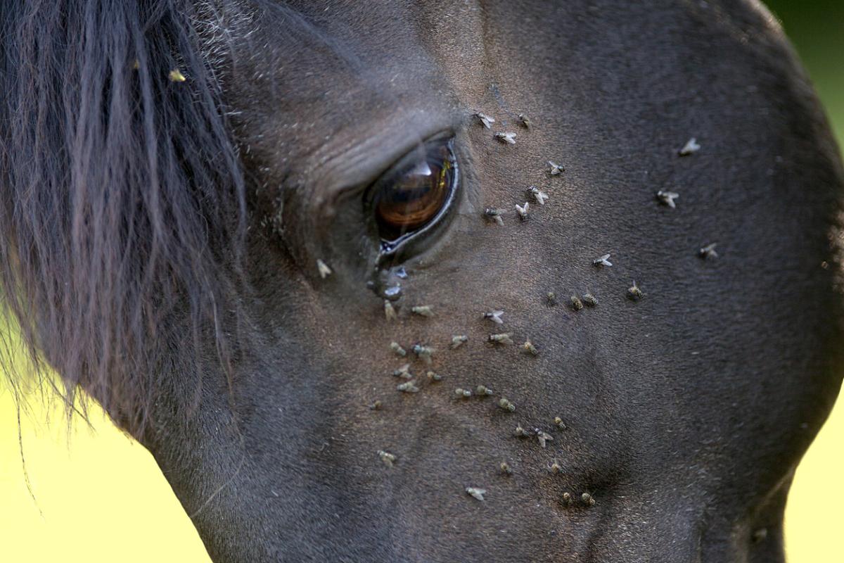 Different Types of Horse Parasites