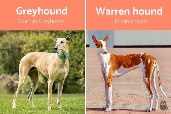 Greyhound vs Warren Hound