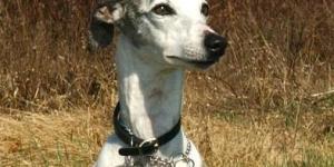 The 4 Fastest Dog Breeds in the World
