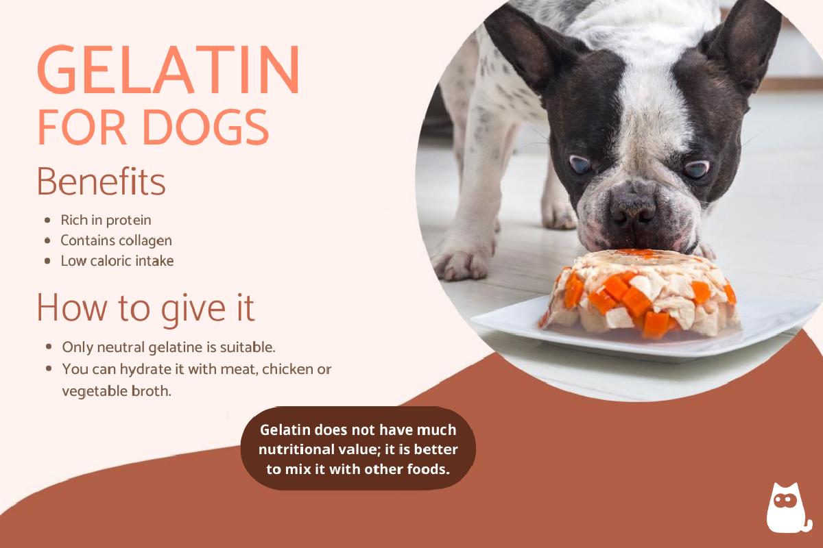 Can Dogs Eat Gelatin?