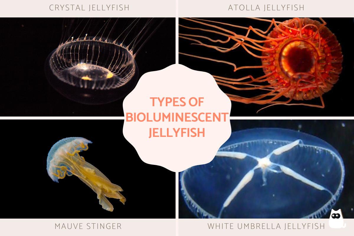 Types of Bioluminescent Jellyfish Species