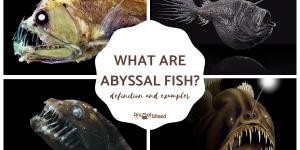 What Are Abyssal Fish?