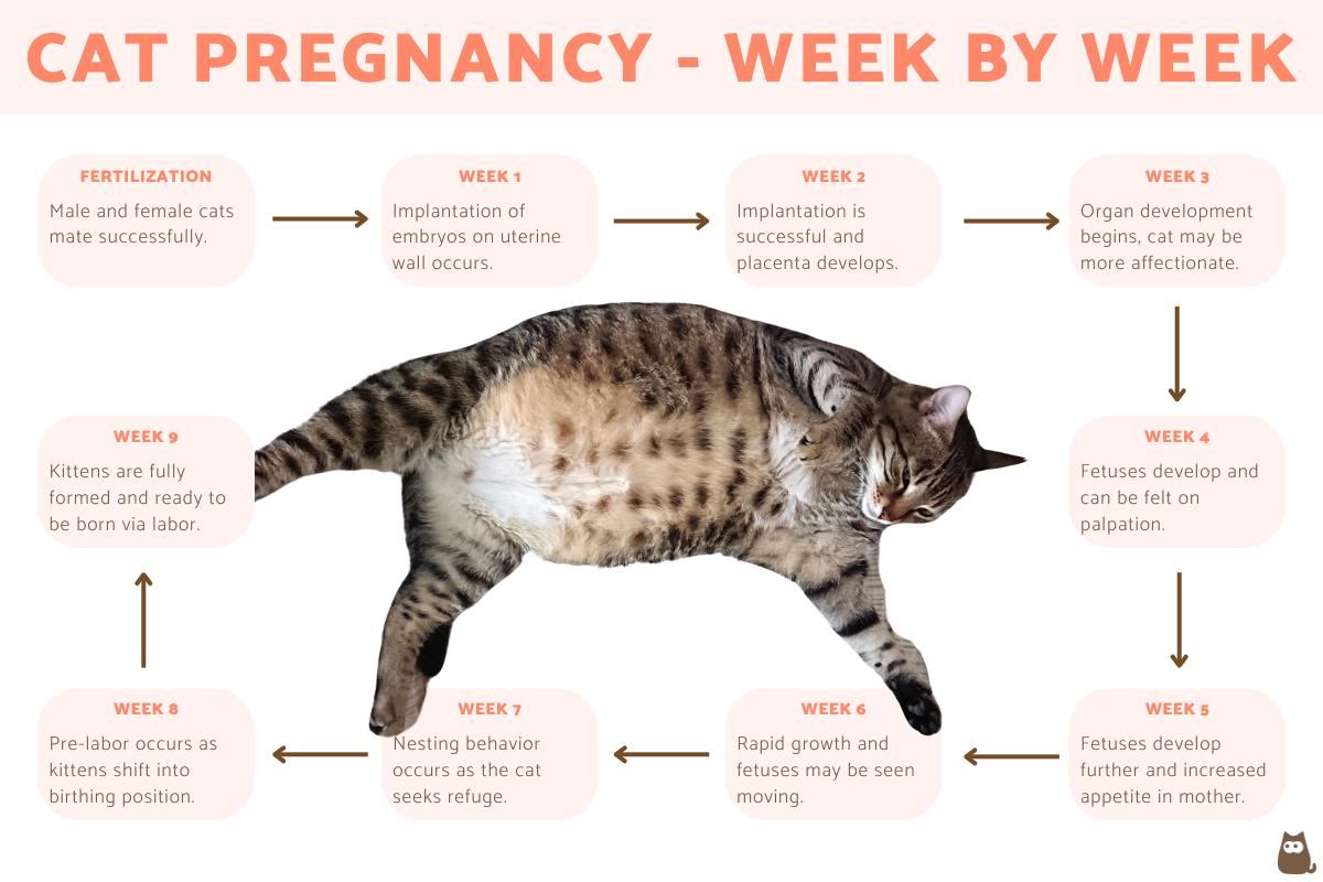 Cat Pregnancy Period - Week by Week