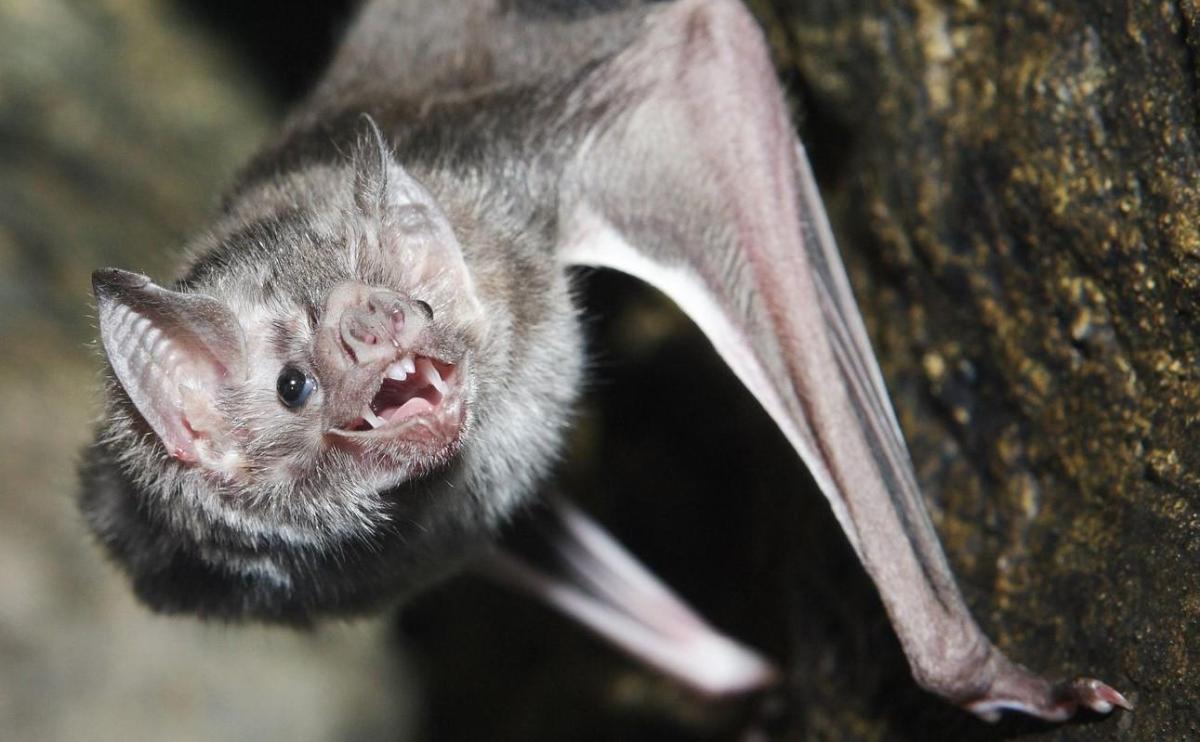 Animals That Feed on Blood
