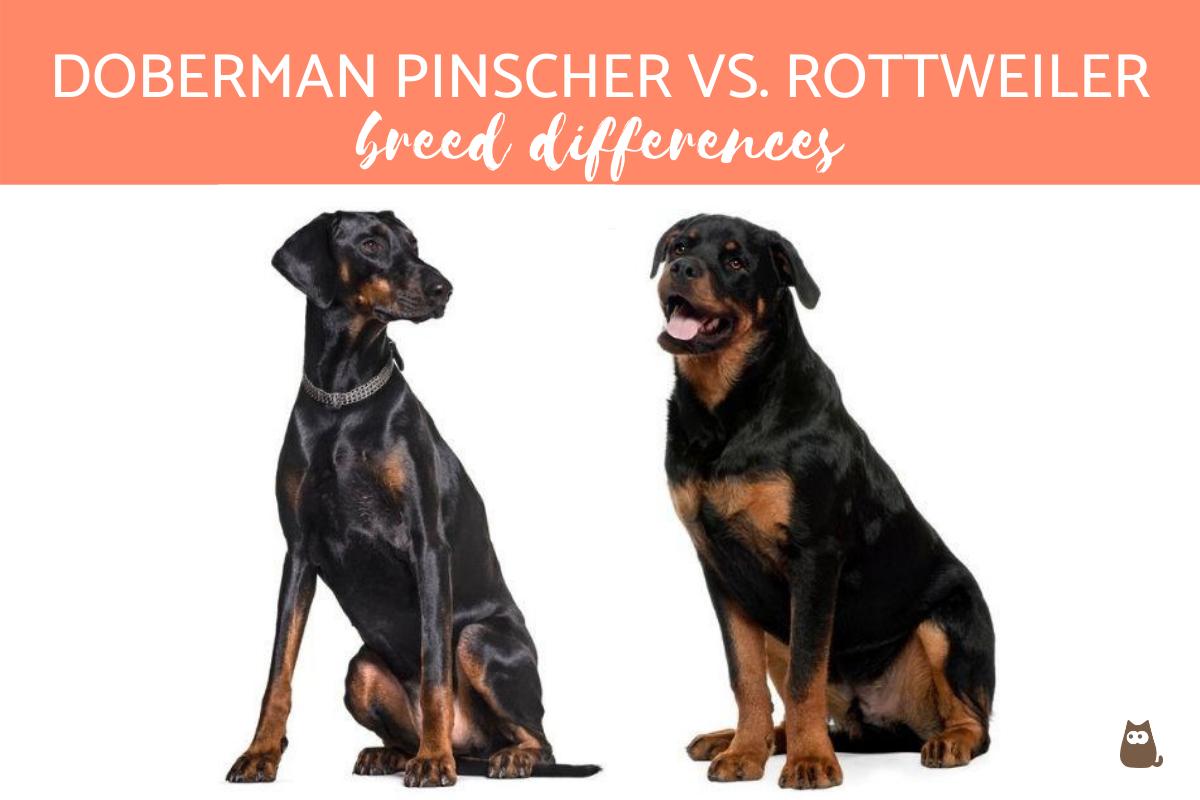Doberman Pinscher vs. Rottweiler