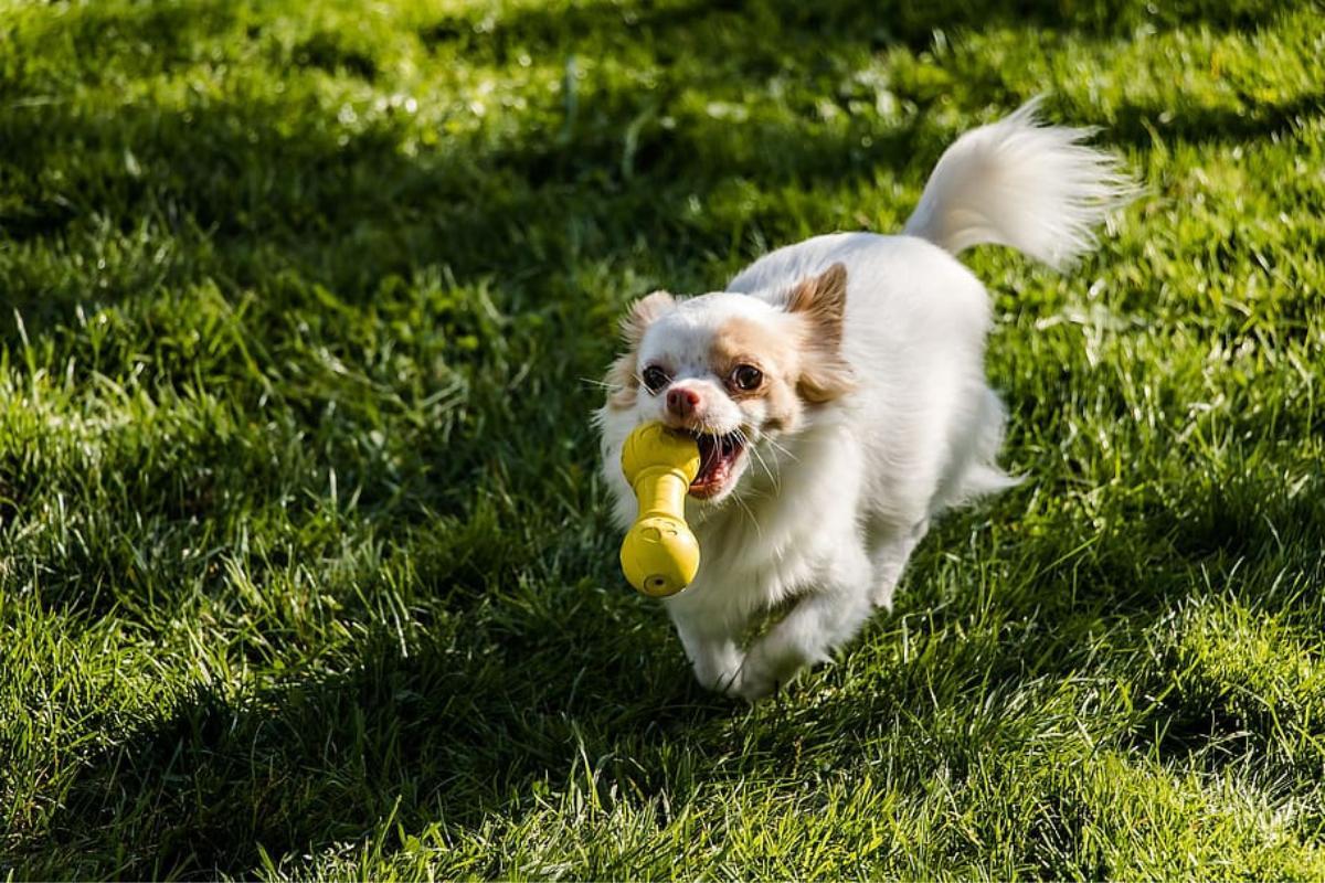 Best Toys for a Chihuahua