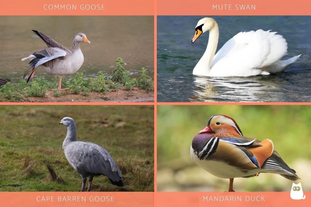 Differences Between a Swan Vs Goose Vs Duck