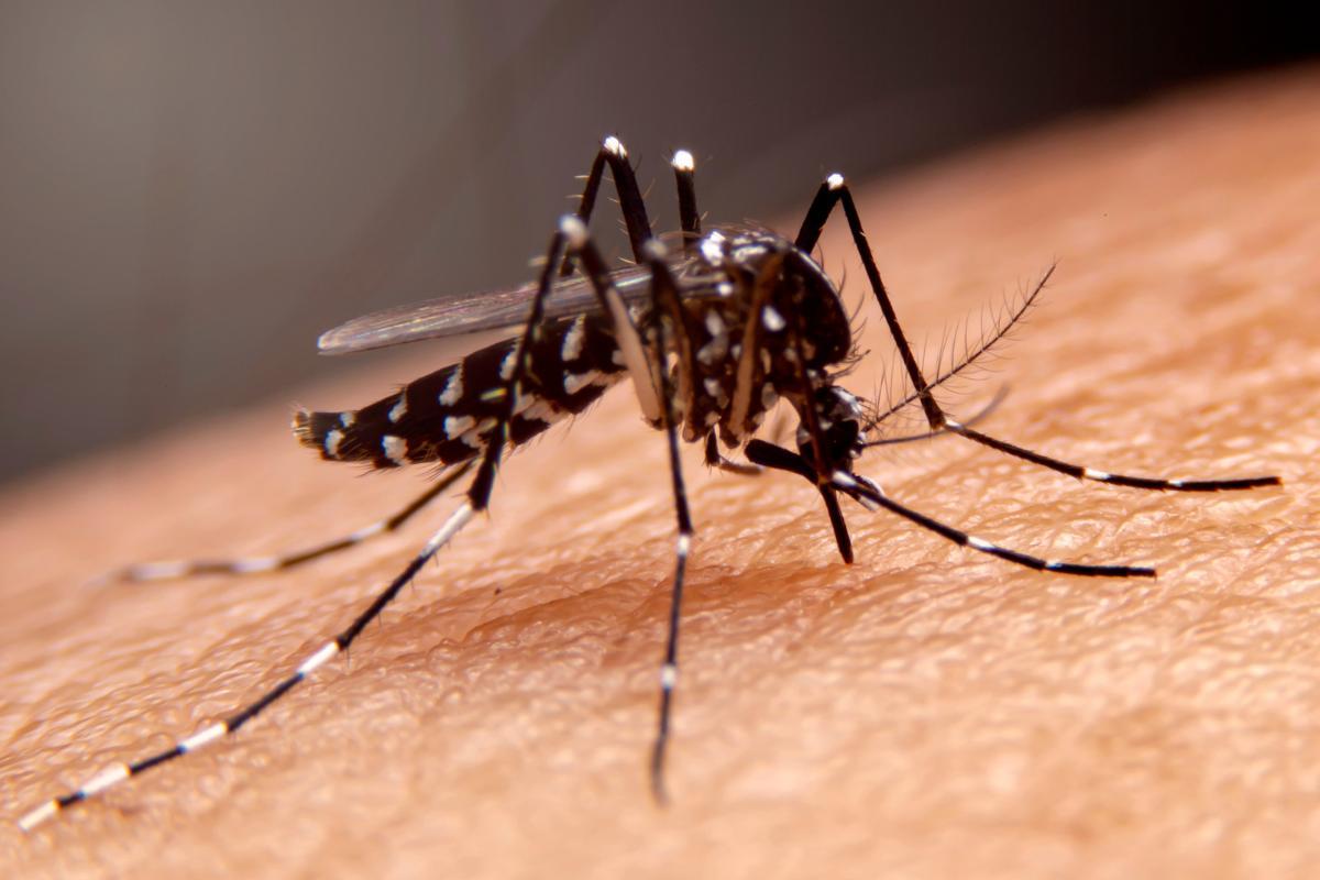 How Long Do Mosquitoes Live?