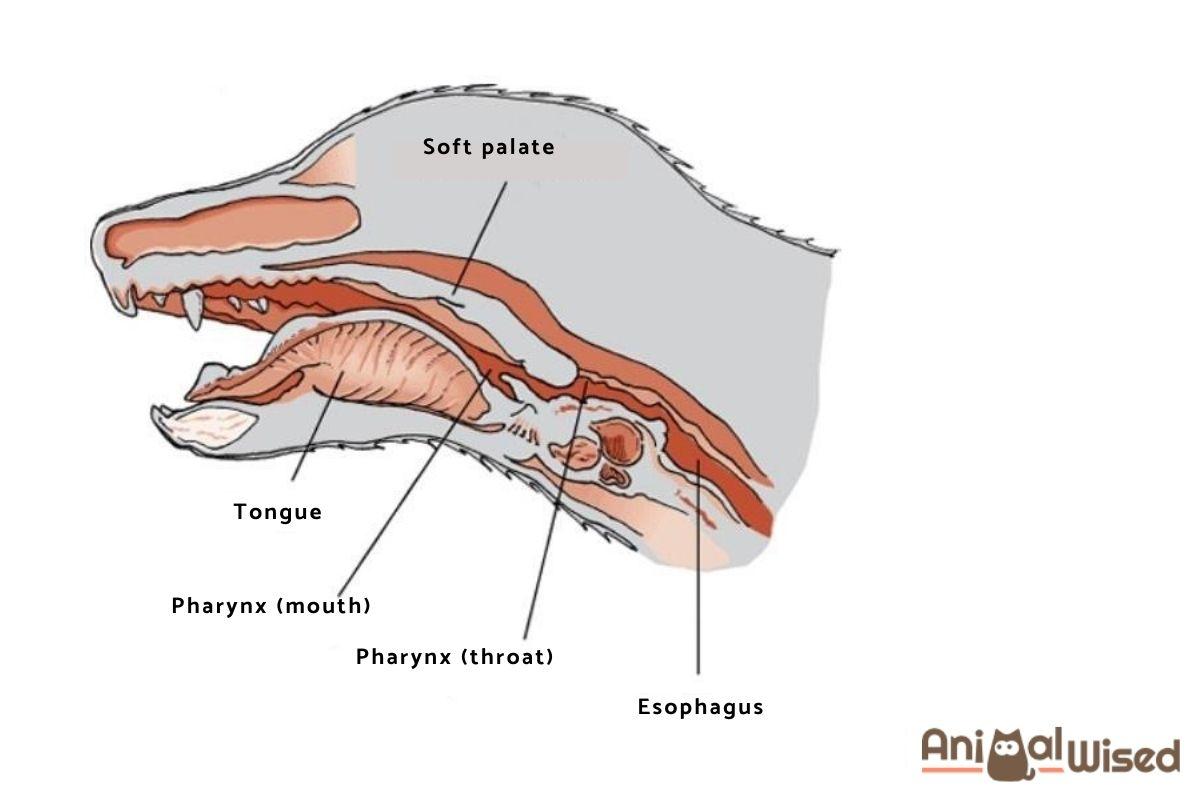 My Dog has a Swollen Throat - Pharyngitis in Dogs