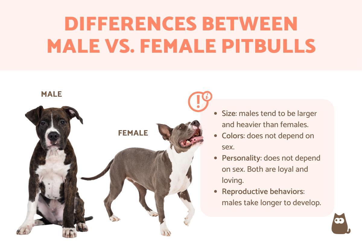 Male vs. Female Pitbull Differences