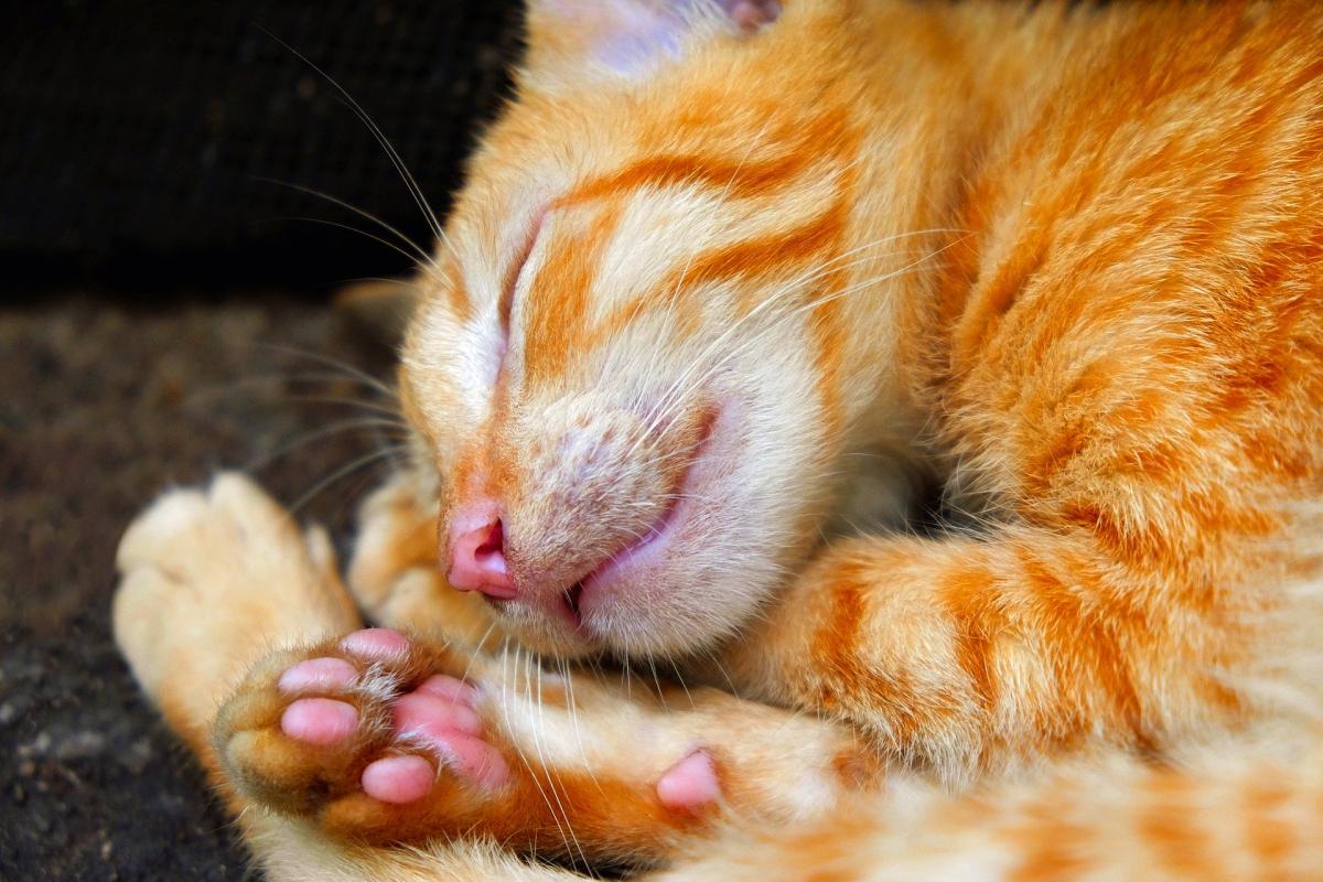 My Cat is Twitching in Their Sleep