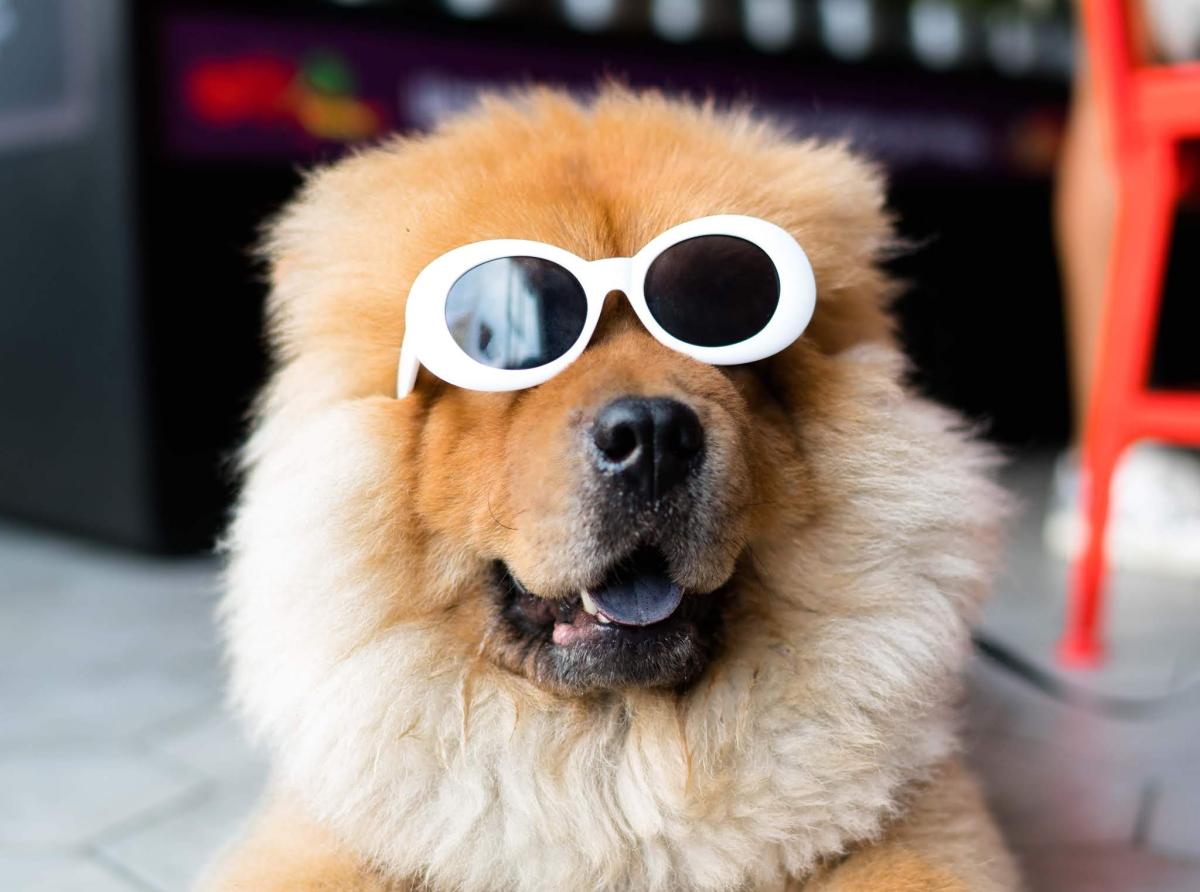 Top 9 Dog Breeds with Blue Tongues