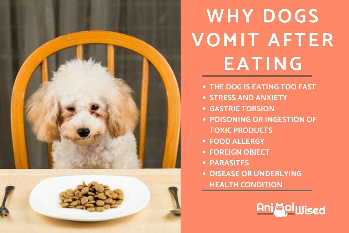 Why Does My Dog Vomit After Eating?