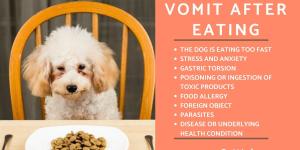 Why Does My Dog Vomit After Eating?