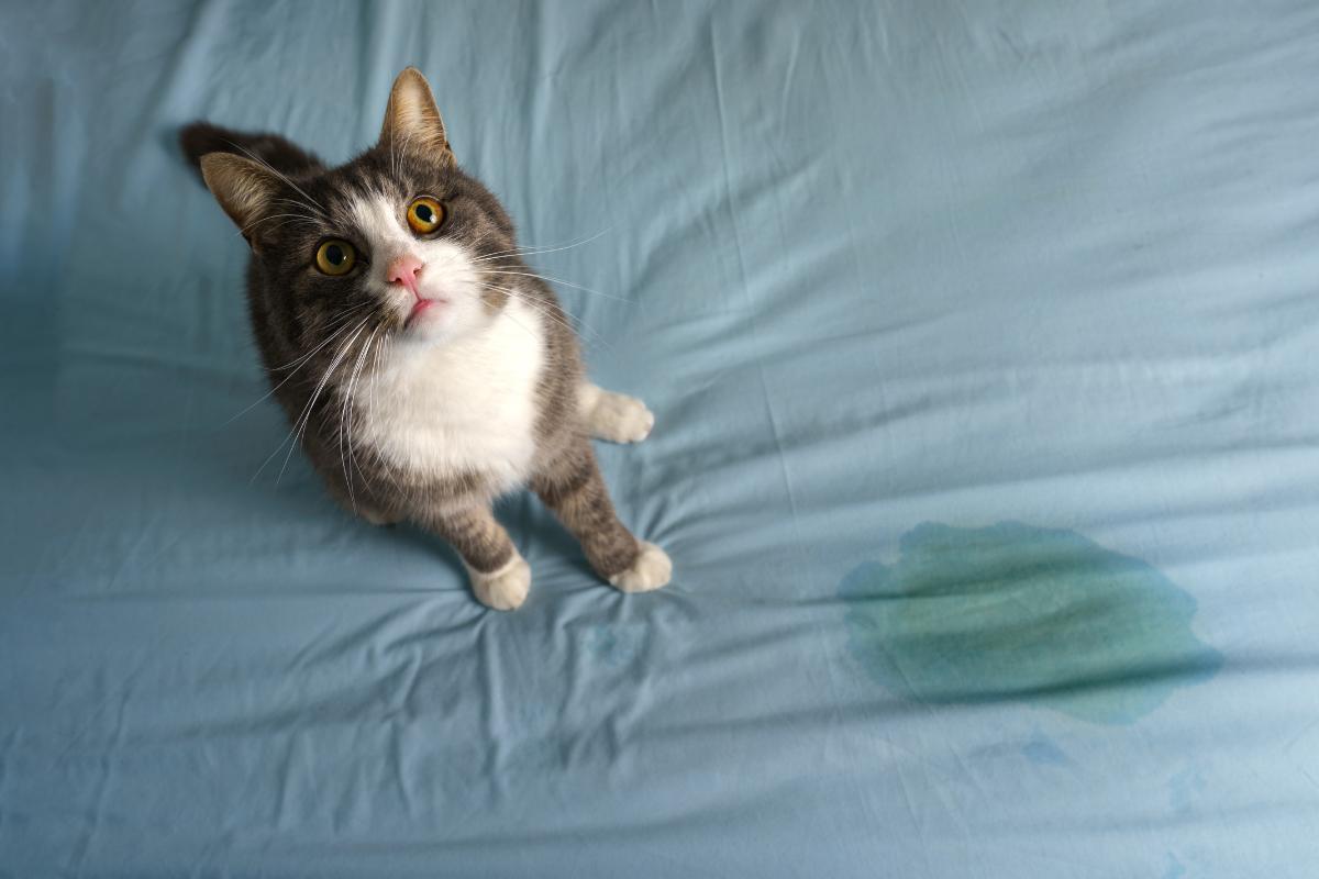 Why Is My Cat Peeing on My Kid's Bed?