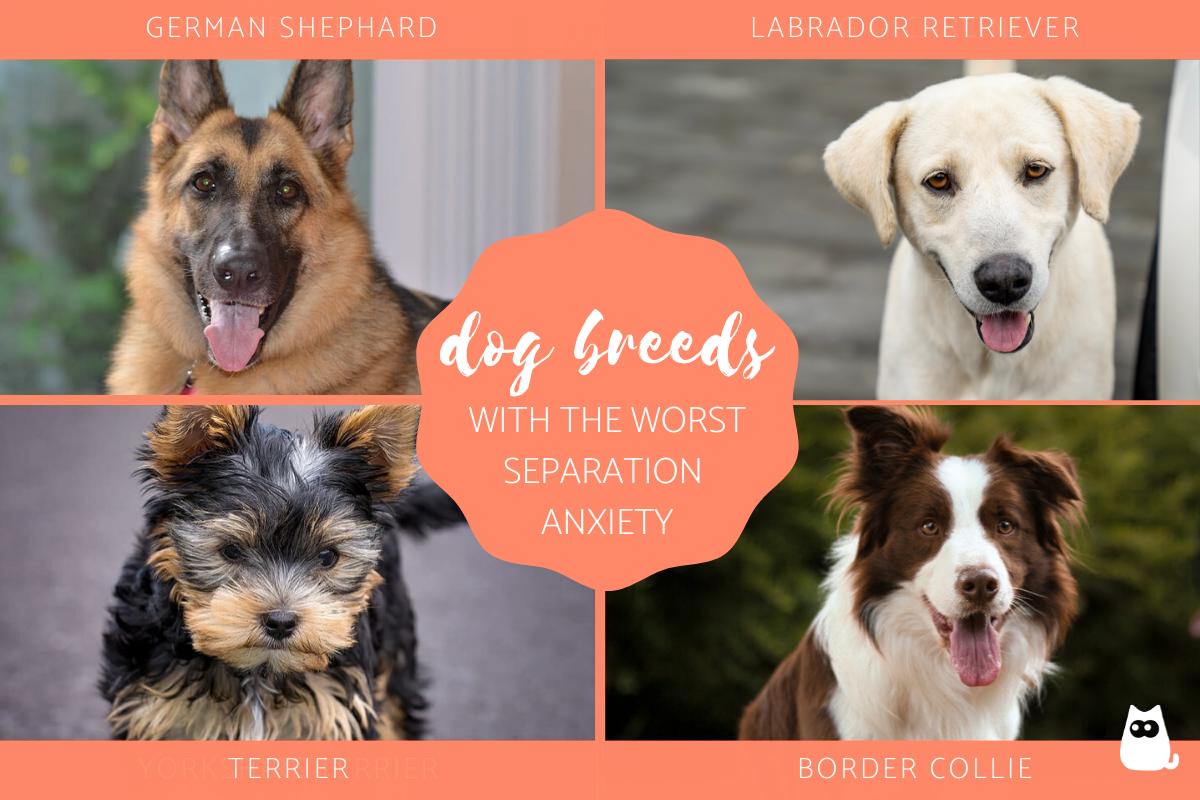 Top Dog Breeds With the Worst Separation Anxiety
