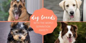 Top Dog Breeds With the Worst Separation Anxiety