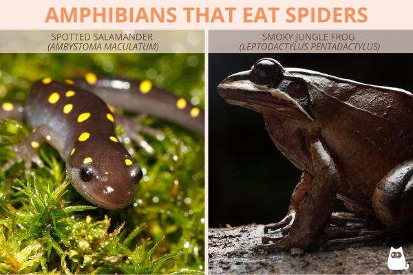 Which Animals Hunt and Eat Spiders? - Amphibians that eat spiders
