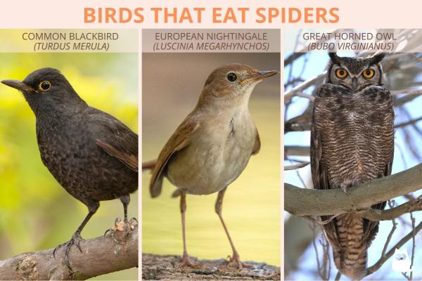 Which Animals Hunt and Eat Spiders? - Birds that eat spiders