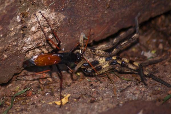 Which Animals Hunt and Eat Spiders? - Insects that eat spiders