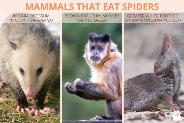 Which Animals Hunt and Eat Spiders? - Mammals that eat spiders