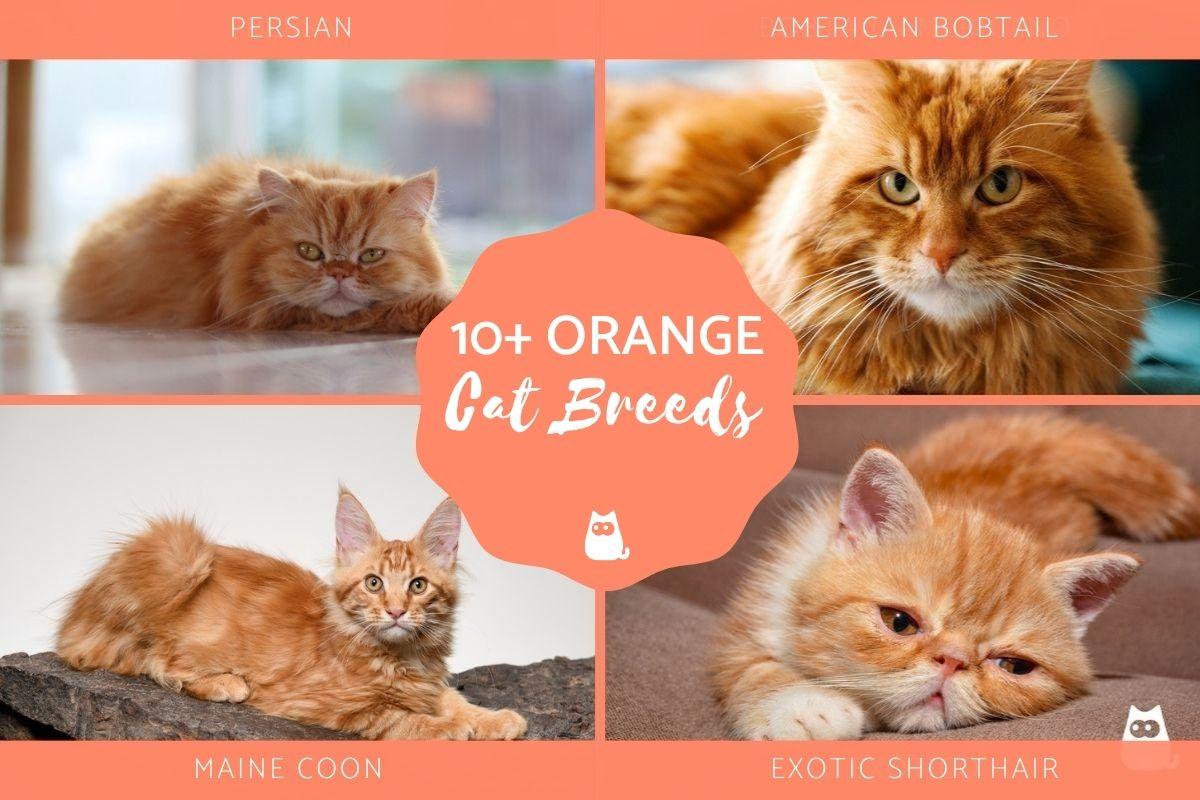 Orange Cat Breeds - Long Haired & Short Haired