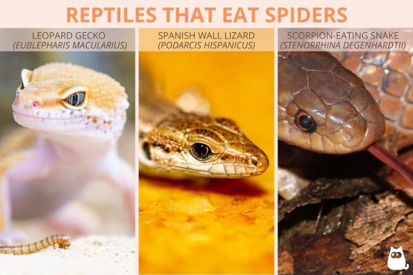Which Animals Hunt and Eat Spiders? - Reptiles that eat spiders