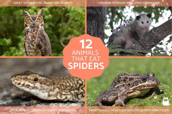 Which Animals Hunt and Eat Spiders?