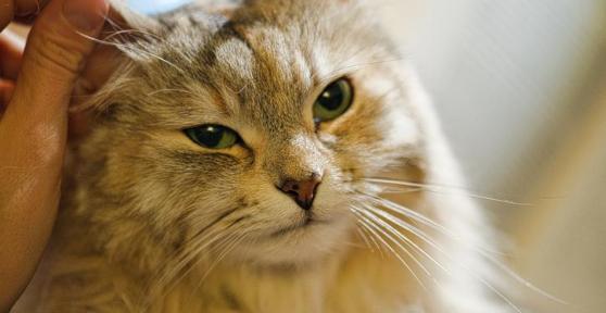 My Cat Has Cold Ears - How Do I Know if My Cat Is Cold?