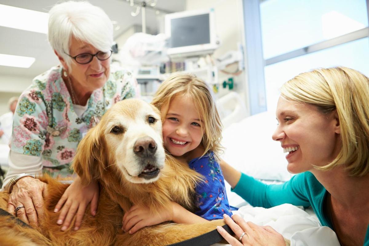 Best Therapy Dog Breeds