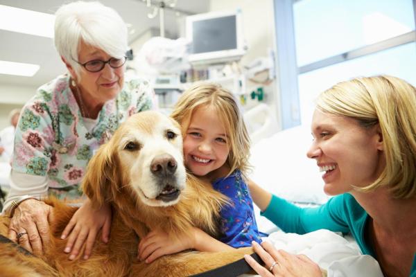 Best Therapy Dog Breeds