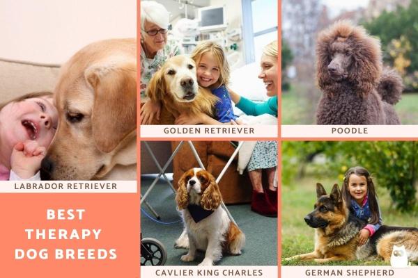 Best Therapy Dog Breeds - Characteristics of good therapy dogs