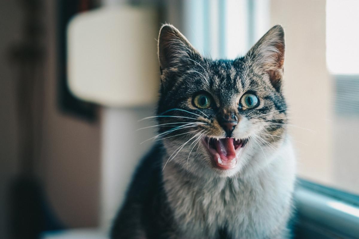 My Cat Keeps Making Choking Noises
