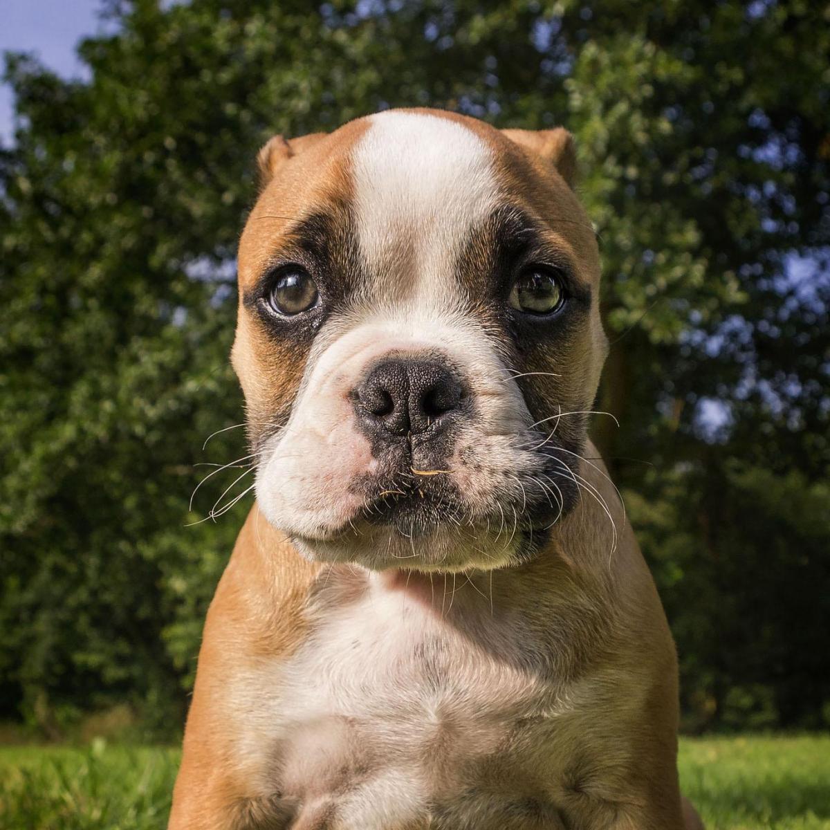 Why does my Adult Dog Bite my Puppy?