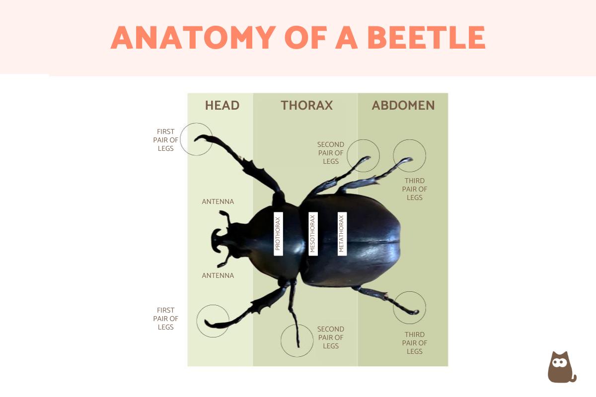 Beetle Anatomy - Body Parts of Beetles With Diagrams