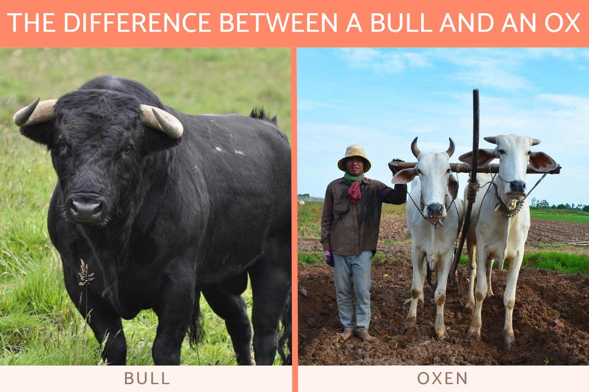 What is the Difference Between an Ox and a Bull?