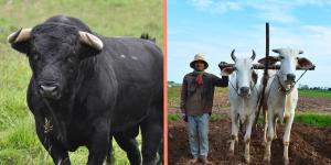 What is the Difference Between an Ox and a Bull?