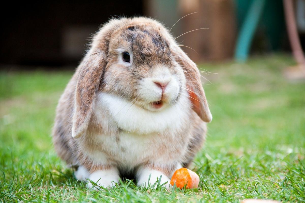 Mastitis in Rabbits - Causes and Treatment