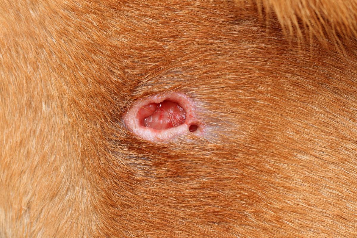 Open Wound on a Dog - Causes and Treatment