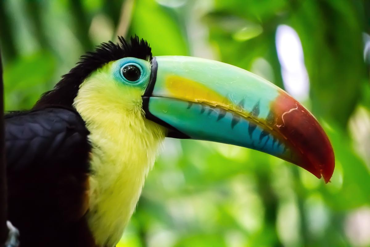 Toucans as Pets: Guidelines and General Tips