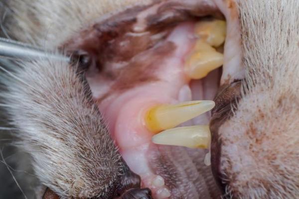 Gingivostomatitis in Cats - Causes and Treatment - Causes of chronic gingivostomatitis in cats