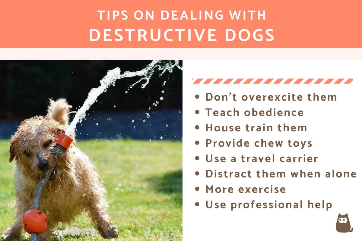 Tips on Dealing with Destructive Dogs