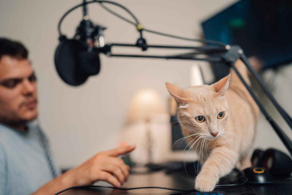 How to Discipline a Cat Properly?